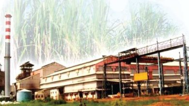 sugar factories