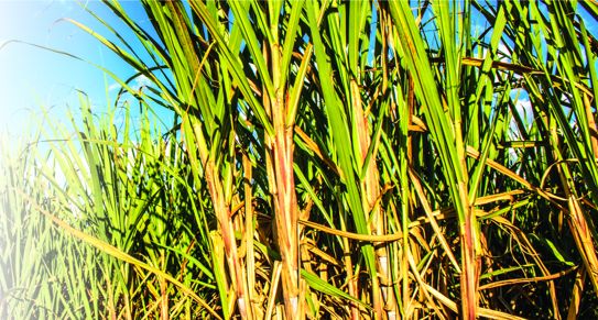 ambad sugar cane reserch centre