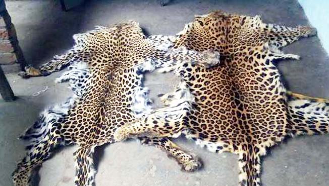 leopard skins