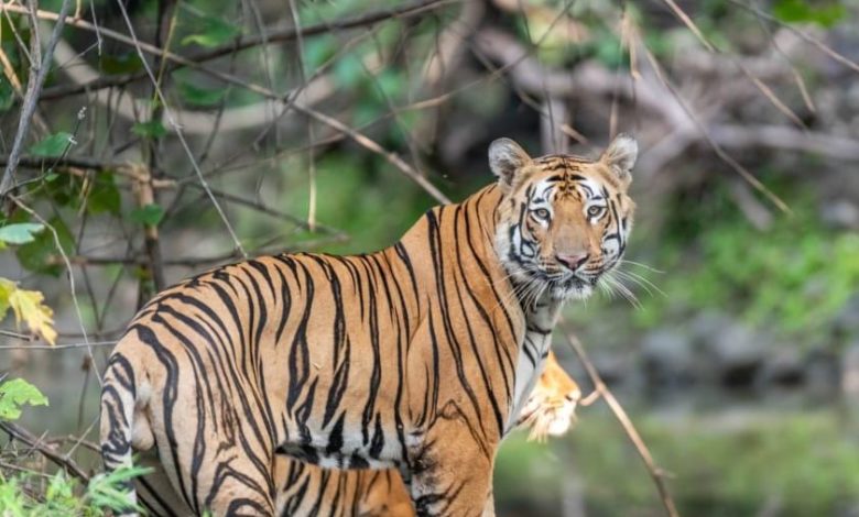 Chandrapur: Old farmer killed in tiger attack