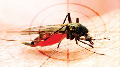 dengue Kolhapur