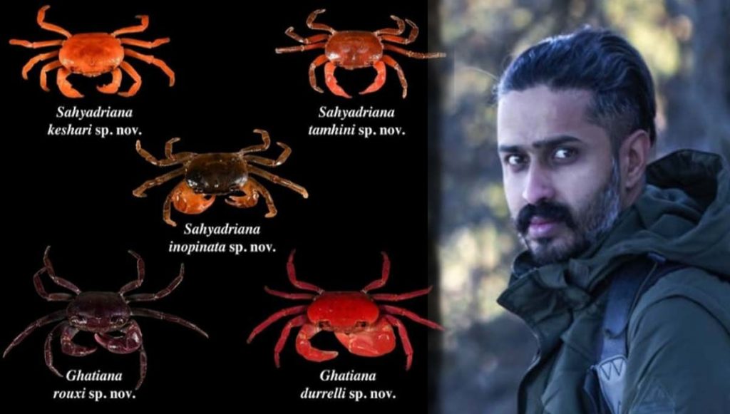 new species of crabs