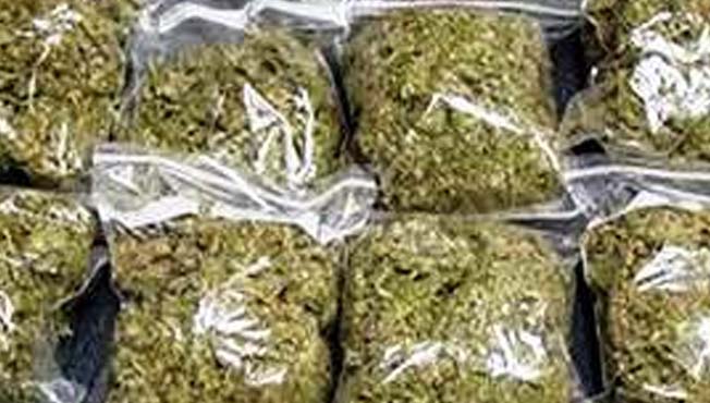 Pimpri: 24 kg cannabis seized from Otaskim