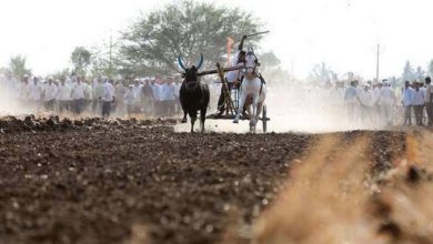 Bullock cart race will get started after taking permission from block development officer in Pune district