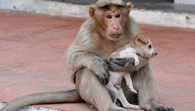#MonkeyvsDog बीड : माकडं खरोखर सूड घेऊ शकतात का?