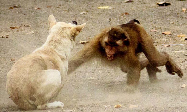 Beed Monkey Revenge www.pudhari.news