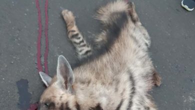 sangli hyena accident