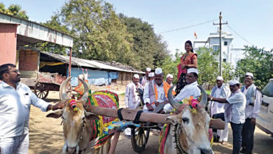 नववधुचे परतमूळ बैलगाडीतून,www.pudhari.news