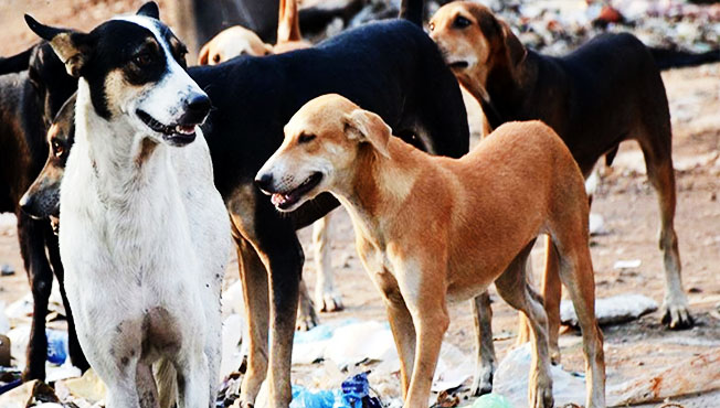 Pune Dogs www.pudhari.news