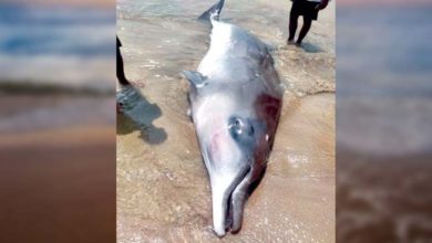गणेशगुळे समुद्रकिनारी डॉल्फिन आढळला मृतावस्थेत