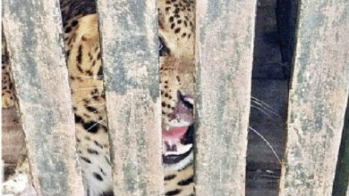 Attacking leopard captured in malthan