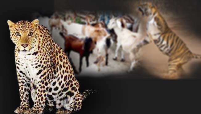 leopard killed 24 goats in rahu daund pune district