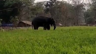 हत्तीमुळे होणार्‍या मालमत्तेची नुकसानभरपाई