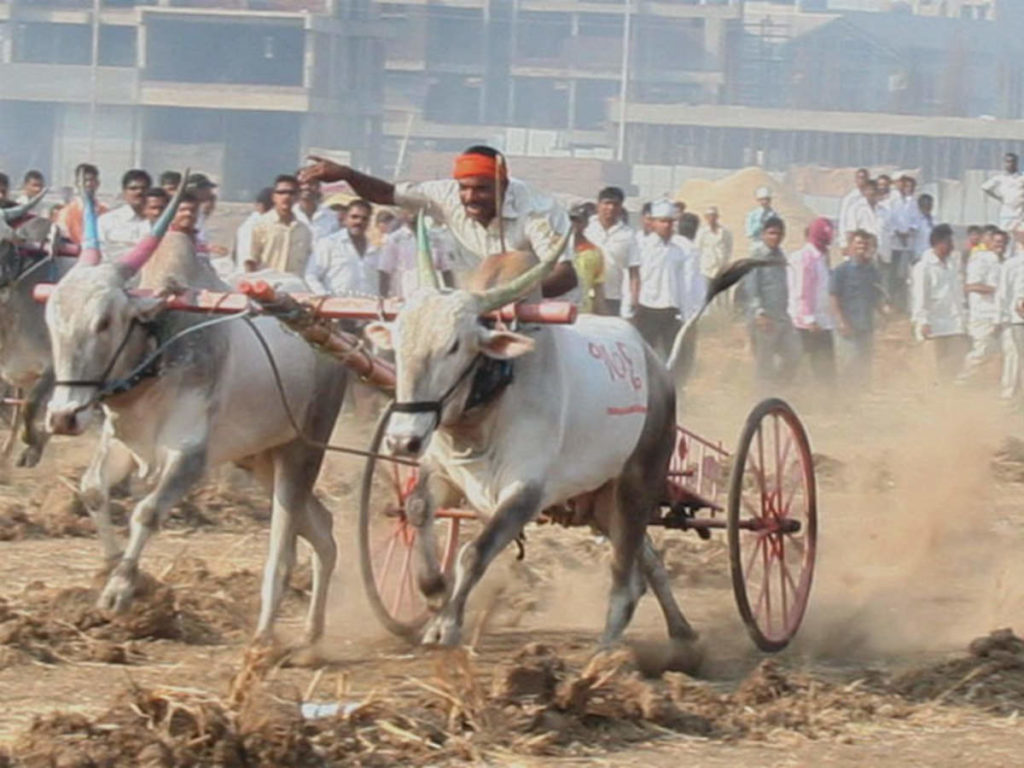 final hearing on Bullock cart racing will be on 23 november in supreme court pune