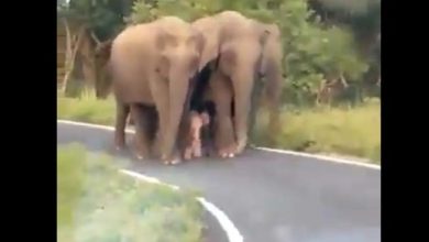 group of elephants escorting a baby