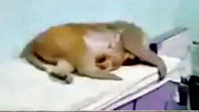 जखमी माकडीण उपचारासाठी स्वतःच पोहोचली दवाखान्यात