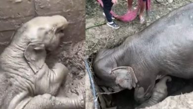 Elephant Rescue Viral Video