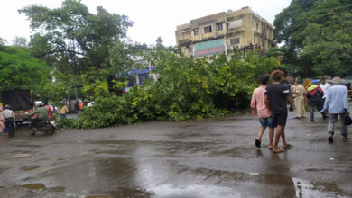 पंचवटीत वडाचे झाड कोसळले,www.pudhari.news