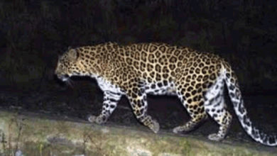 125 hens are died in attack of leopard in otur pune