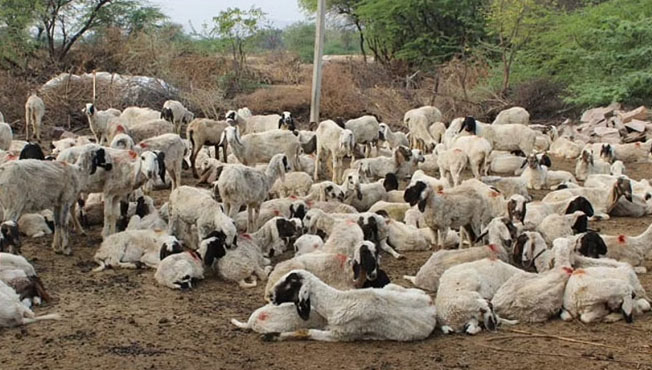 Dumper crushed th 17 sheeps in baramati Pune