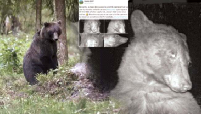 अस्वलाने काढले 400 सेल्फी फोटो!