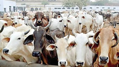 Allahabad HC on cow slaughter :