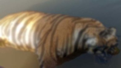यवतमाळ : टिपेश्‍वर अभयारण्यातील टी-थ्री वाघाचा मृत्यू