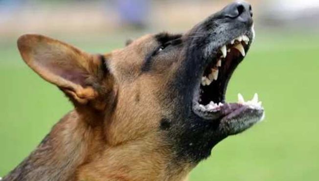 कुत्र्याचा हल्ला,www.pudhari.news