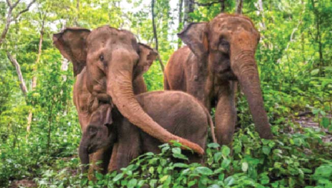 आशियात हत्तींचे दोन तृतीयांश अधिवास क्षेत्र संपुष्टात