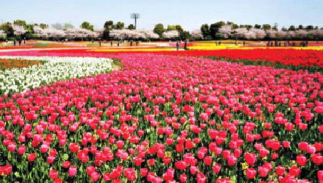 जपानमध्ये बहरली अठरा लाख ट्युलिप फुले!