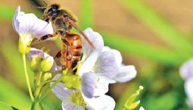 ब्रिटनमध्ये मधमाश्यांचे होत आहे अपहरण