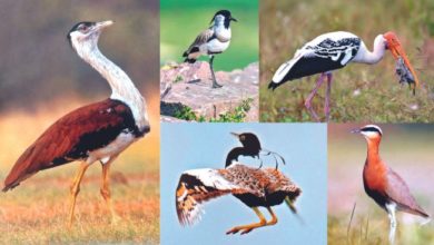 महाराष्ट्रात 45 पक्षी प्रजातीवर टांगती तलवार