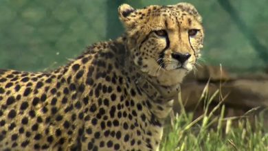Cheetah Dies : कुनो नॅशनल पार्कमध्ये तिस-या चित्त्याचा मृत्यू, नर चित्त्याच्या हल्ल्यात गमावला जीव