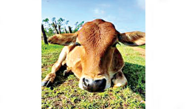 cow www.pudhari.news