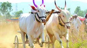 Supreme Court Upholds Laws Allowing Bull-Cart Racing InMaharashtra