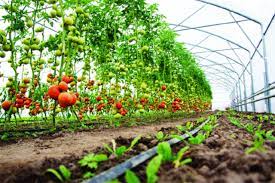 Farmers should apply for subsidy to horticulture crops in maharashtra
