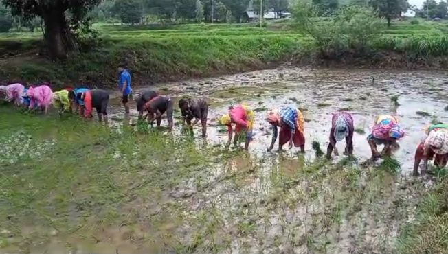 कळवण तालुक्यात भात लागवड सुरु,www.pudhari.news