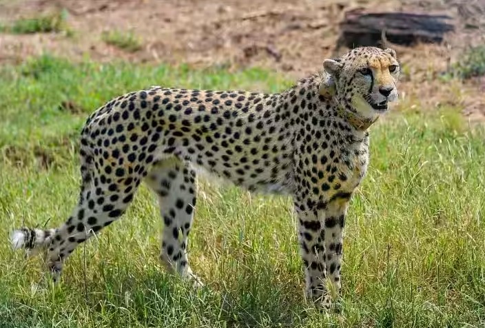 Female Cheetah Nirva Found : 'कुनो'तील बेपत्ता मादी चित्ता अखेर 22 दिवसांनी सापडली!
