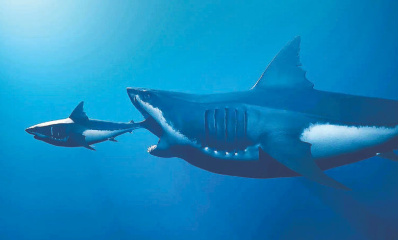 अत्यंत आक्रमक शार्क 2 कोटी वर्षांपूर्वी अस्तित्वात