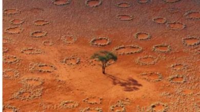 Fairy circles in deserts