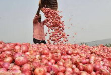 Onion Export