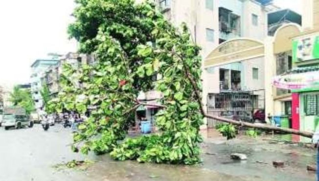 वृक्ष तोड,www.pudhari.news