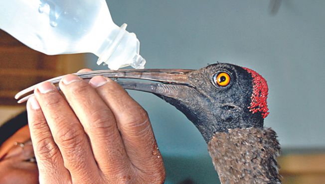 नॉयलॉनमुळे पक्षी जखमी,www.pudhari.news