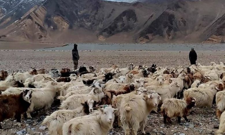 Ladakh Shepherds