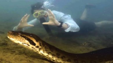 Anaconda, अ‍ॅमेझॉनमध्ये आढळला 26 फूट लांबीचा अ‍ॅनाकोंडा