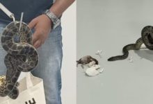 Anaconda smuggling