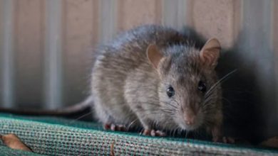 Rats Population Explodes In New York City