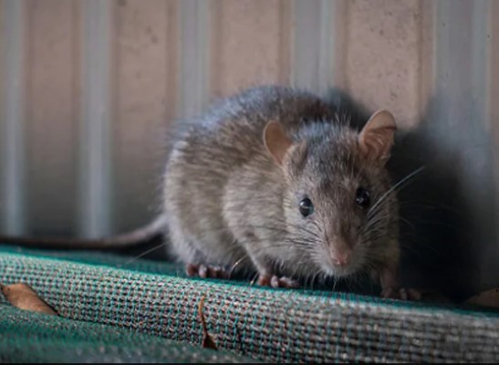 Rats Population Explodes In New York City