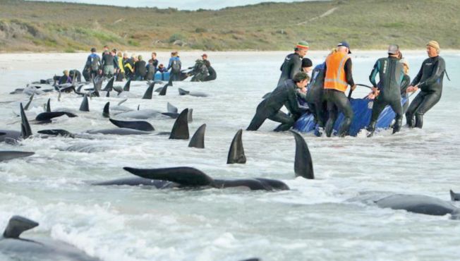 29 whales die off the coast of Australia