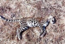 A leopard calf was found dead in Dingani